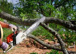 How Our Tree Care Process Works  in  Orange, VA